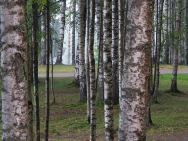 Huş ağacının güneş ışığındaki Temmuz manzarası