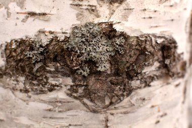 Beyaz bir huş ağacının gövdesindeki kabuk soyma ve kıvırma kabuklarının detaylı bir şekilde kapatılması. Doku.