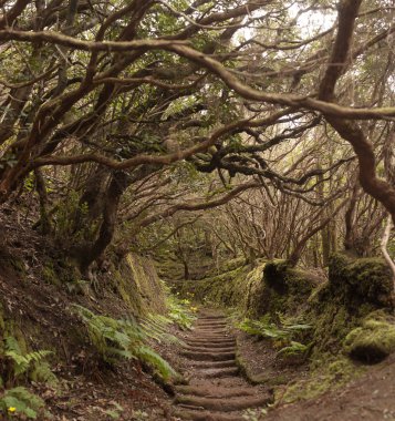 Anaga yağmur ormanı Tenerife