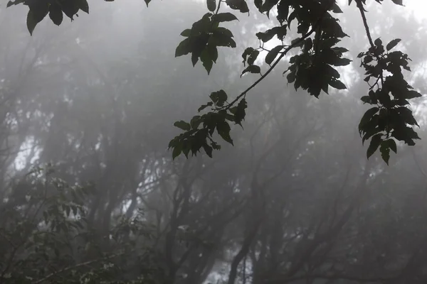 Anaga regenwald auf teneriffa — Stockfoto
