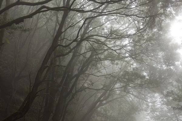 Дождевой лес Анаги на Тенерифе — стоковое фото