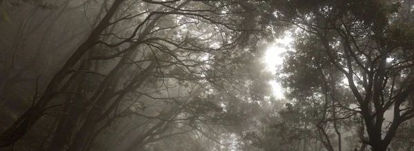 テネリフェ島の阿那賀熱帯雨林 — ストック写真