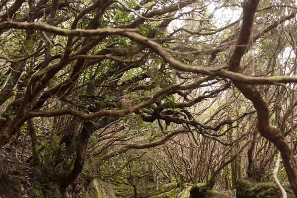 Анагена тропічних лісів в Тенеріфе — стокове фото