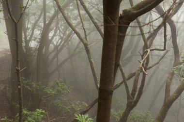 Anaga yağmur ormanı Tenerife