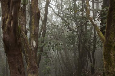 Anaga yağmur ormanı Tenerife