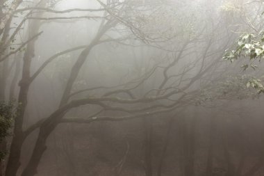 Anaga yağmur ormanı Tenerife