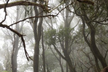 Anaga yağmur ormanı Tenerife