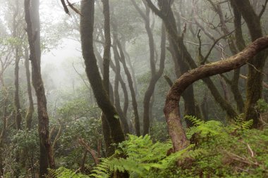 Anaga yağmur ormanı Tenerife