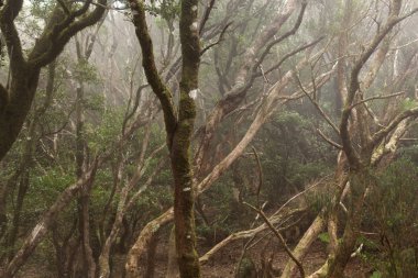 Anaga yağmur ormanı Tenerife