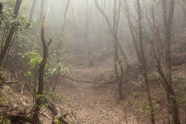 Anaga yağmur ormanı Tenerife