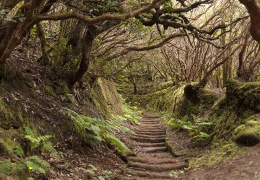 Anaga yağmur ormanı Tenerife