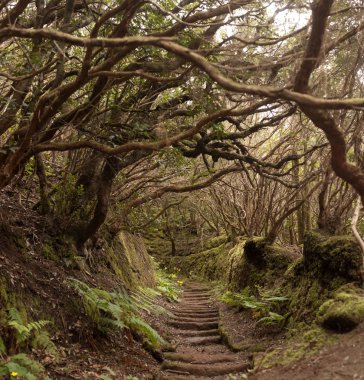 Anaga yağmur ormanı Tenerife