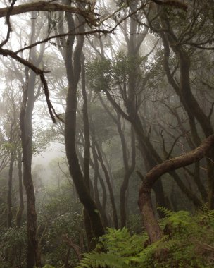 Anaga yağmur ormanı Tenerife