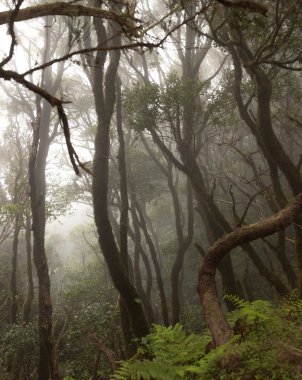 Anaga yağmur ormanı Tenerife