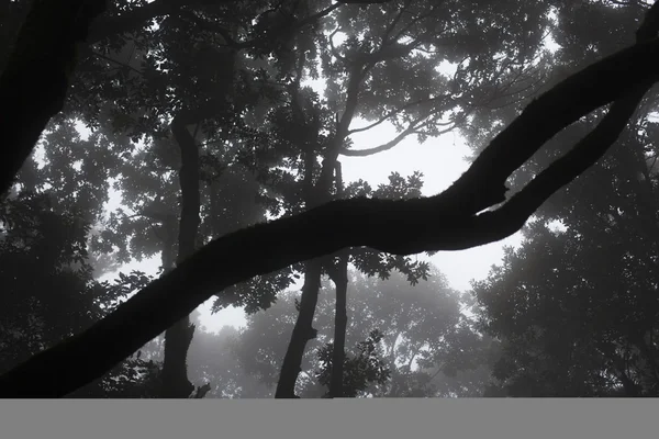 Selva tropical de Anaga en Tenerife — Foto de Stock