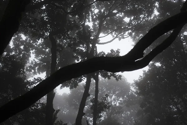テネリフェ島の阿那賀熱帯雨林 — ストック写真