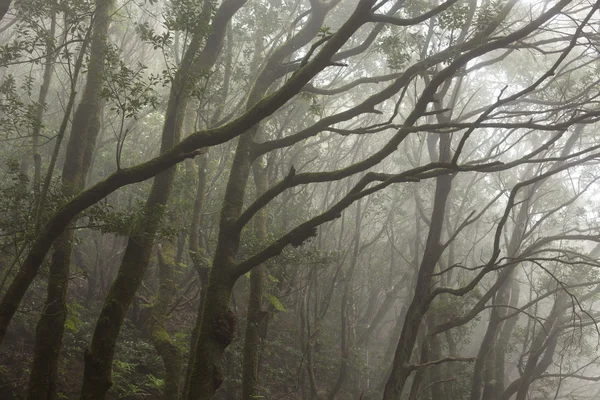 テネリフェ島の阿那賀熱帯雨林 — ストック写真