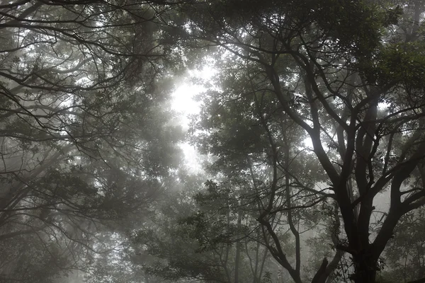 Selva tropical de Anaga en Tenerife — Foto de Stock