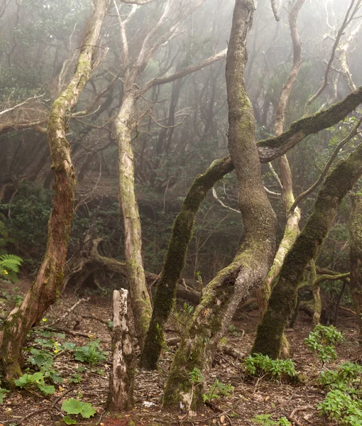 Anaga regnskogen i Teneriffa — Stockfoto