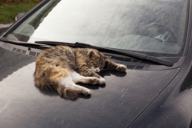 Kedi bir pencere, pencereden dışarı görünüyor üzerinde