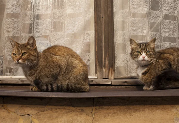 Cat on a windowsill, looks out the window — Stock Photo, Image