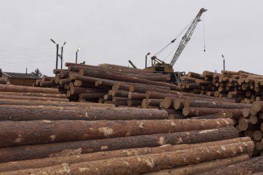 çam ağacı varil büyük kazık