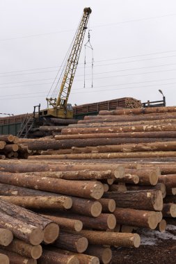 çam ağacı varil büyük kazık