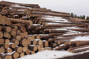 çam ağacı varil büyük kazık