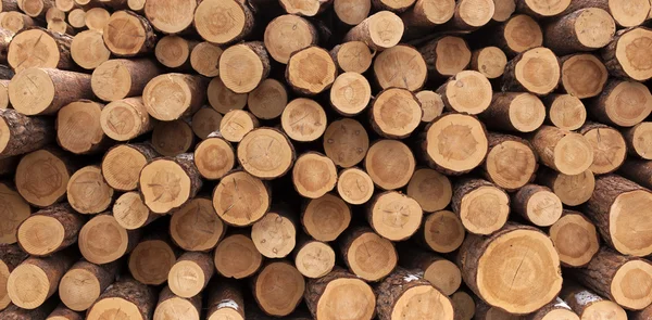 Grande pilha de barris de pinheiros — Fotografia de Stock