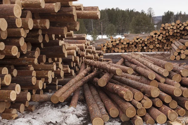 Obrovskou hromadu pine tree sudů — Stock fotografie