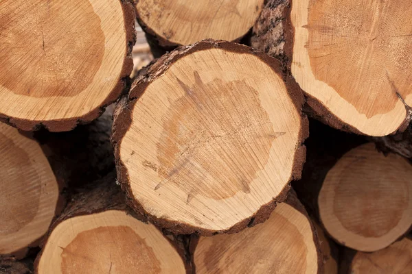 Huge pile of pine tree barrels — Stock Photo, Image