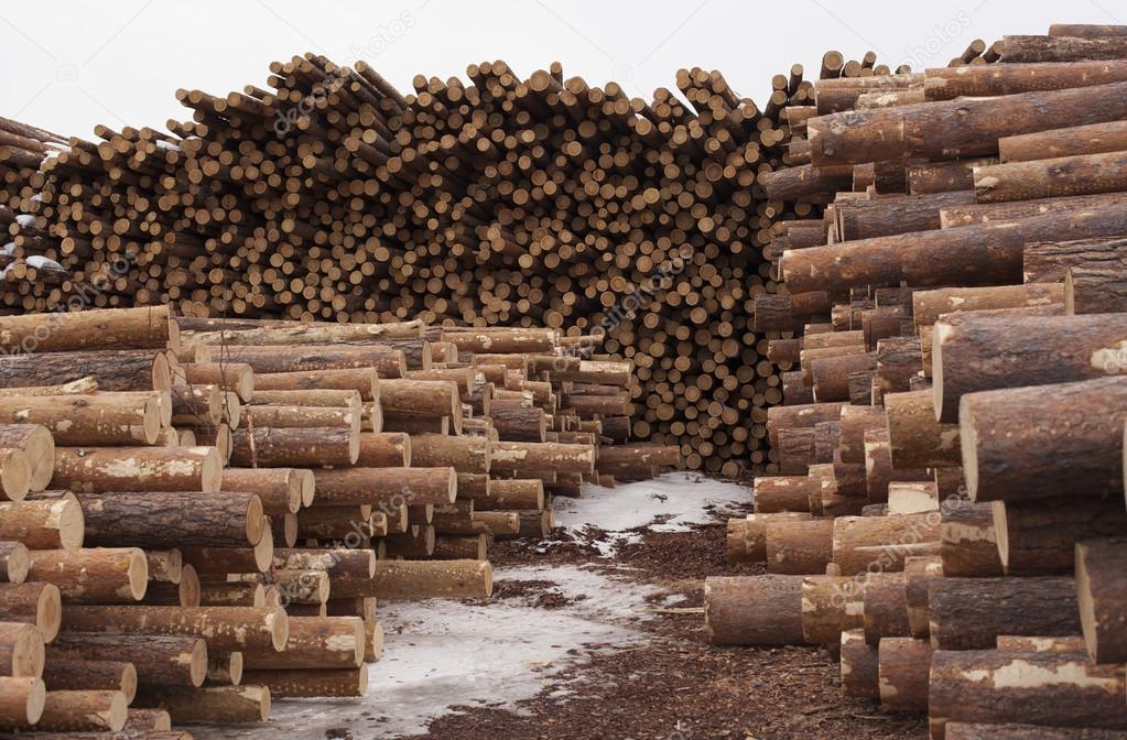 Huge pile of pine tree barrels