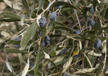 Kıbrıs adasında manzara