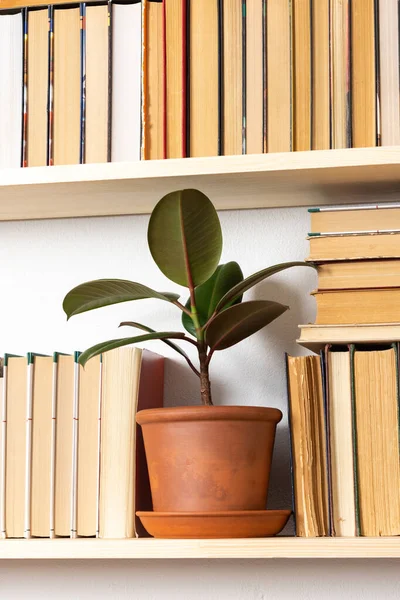 Light Wooden Bookshelves Hardback Overturned Books White Interior Indoor Flowers — Stock Photo, Image