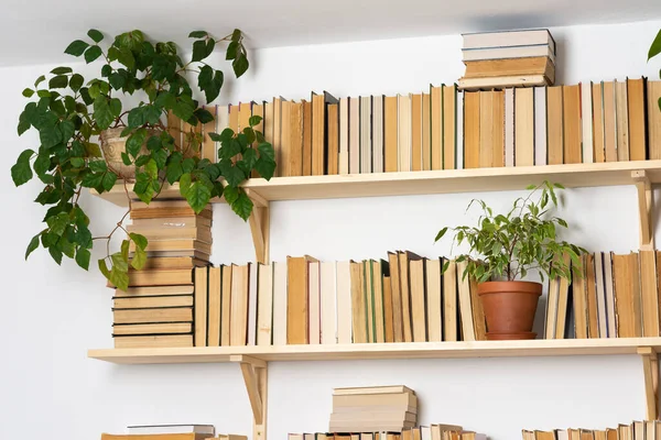 轻便的木制书架 书架上有精装书 白色内饰 室内花卉 家庭图书馆 生物设计和植物 — 图库照片