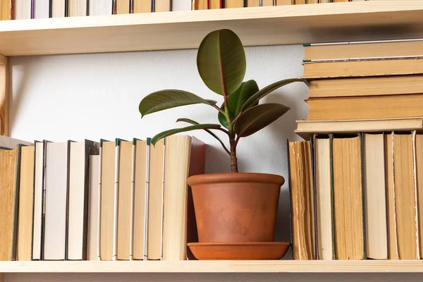 Étagères Bois Clair Avec Dos Rigide Renversé Livres Intérieur Blanc — Photo