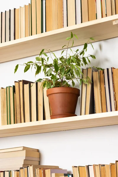 Light wooden bookshelves with hardback overturned books in white interior, indoor flowers on the shelves, home library, biophilic design and plants