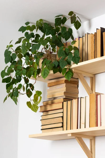 Librerie Legno Chiaro Con Libri Rigidi Rovesciati Interni Bianchi Fiori — Foto Stock