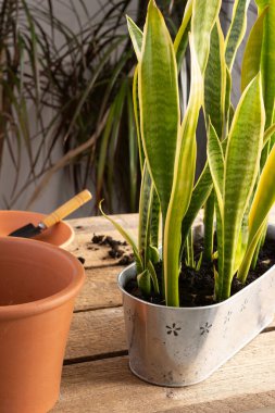 Sansevieria çiçek nakli