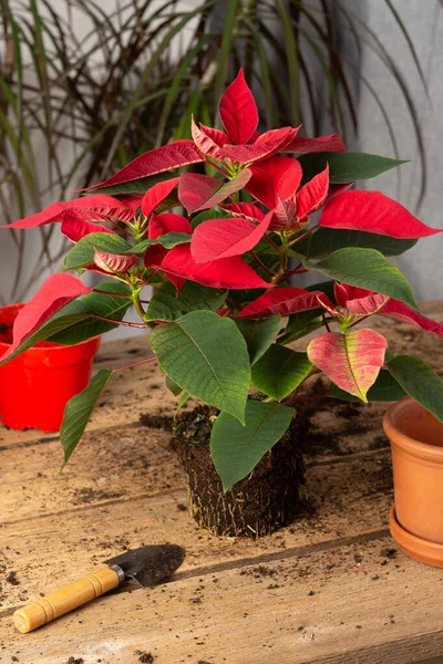 Trasplante de flores de Poinsettia —  Fotos de Stock