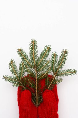 El örgülü kırmızı bir eldiven beyaz arka planda yalıtılmış bir ladin dalı tutar.