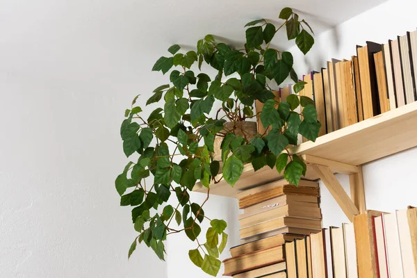 Light Wooden Bookshelves Hardback Overturned Books White Interior Indoor Flowers — Stock Photo, Image