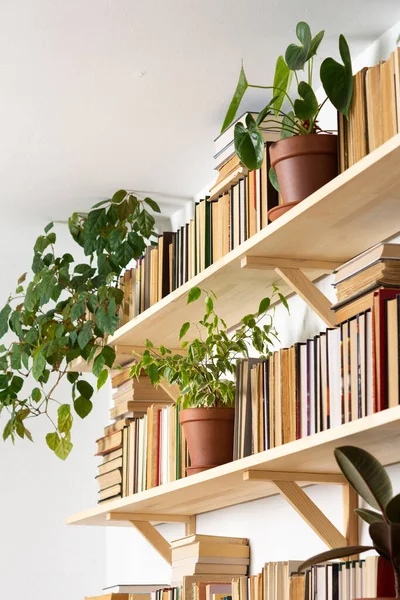 Light Wooden Bookshelves Hardback Overturned Books White Interior Indoor Flowers — Stock Photo, Image