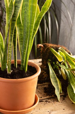 Sansevieria bitkisini kilden bir kaba nakletme işlemi, tahta bir masadaki yılan bitkileri.