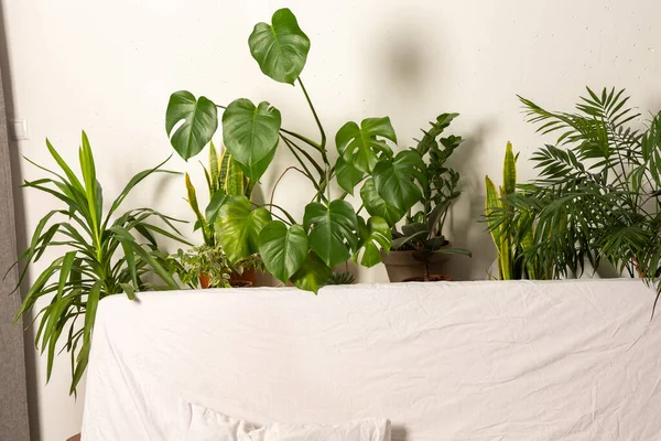 Plantas Casa Verde Atrás Sofá Parte Interior Espaço Saudável Para — Fotografia de Stock