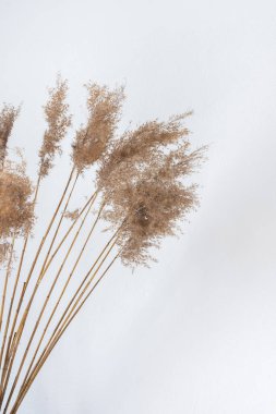 Kuru Kamış Kamışları kapatın.