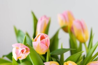 Güzel bir bahar buketi pembe laleler yakın, bayram çiçeği hediyesi