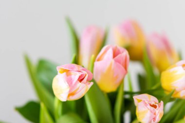 Güzel bir bahar buketi pembe laleler yakın, bayram çiçeği hediyesi