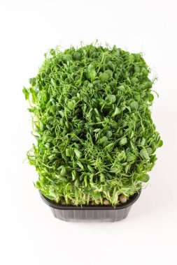 Beyaz arka planda plastik bir kutuda filizlenmiş bezelye filizi, organik sağlıklı mikroyeşiller.