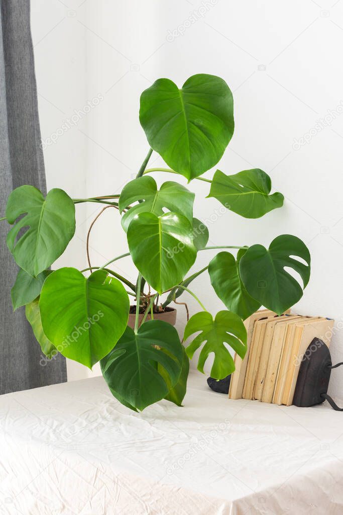 Houseplant Monstera close-up on a table against a white wall, biophilic design, old books near the white wall